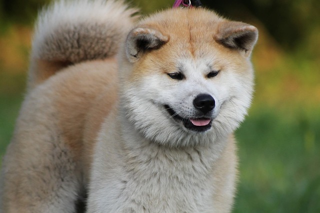 typická akita